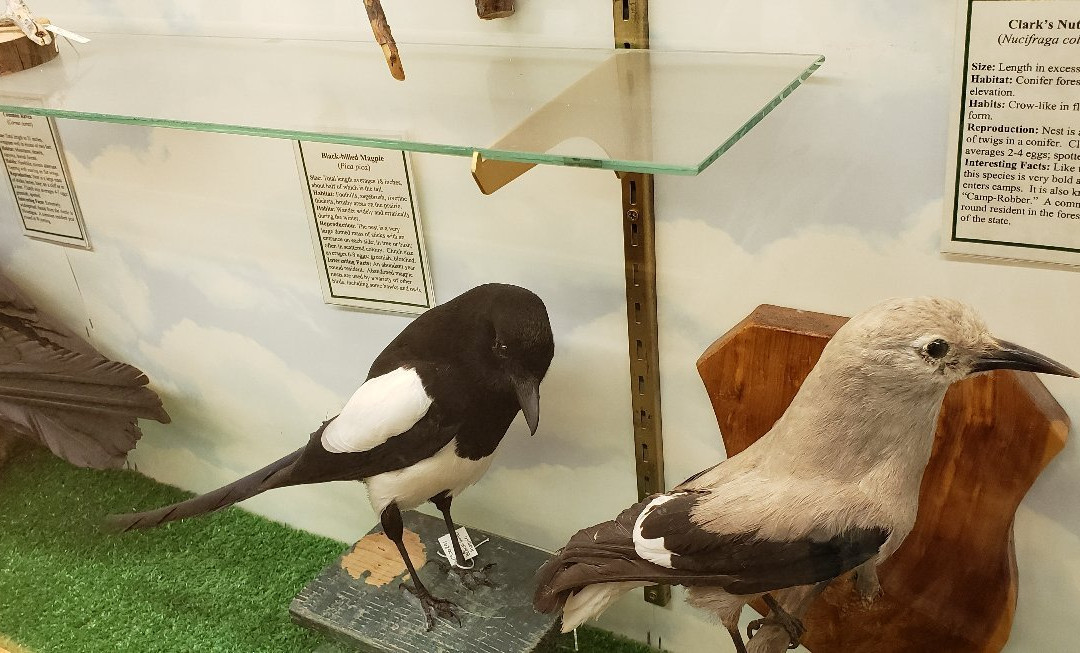 Werner Wildlife Museum-卡斯珀必去景点