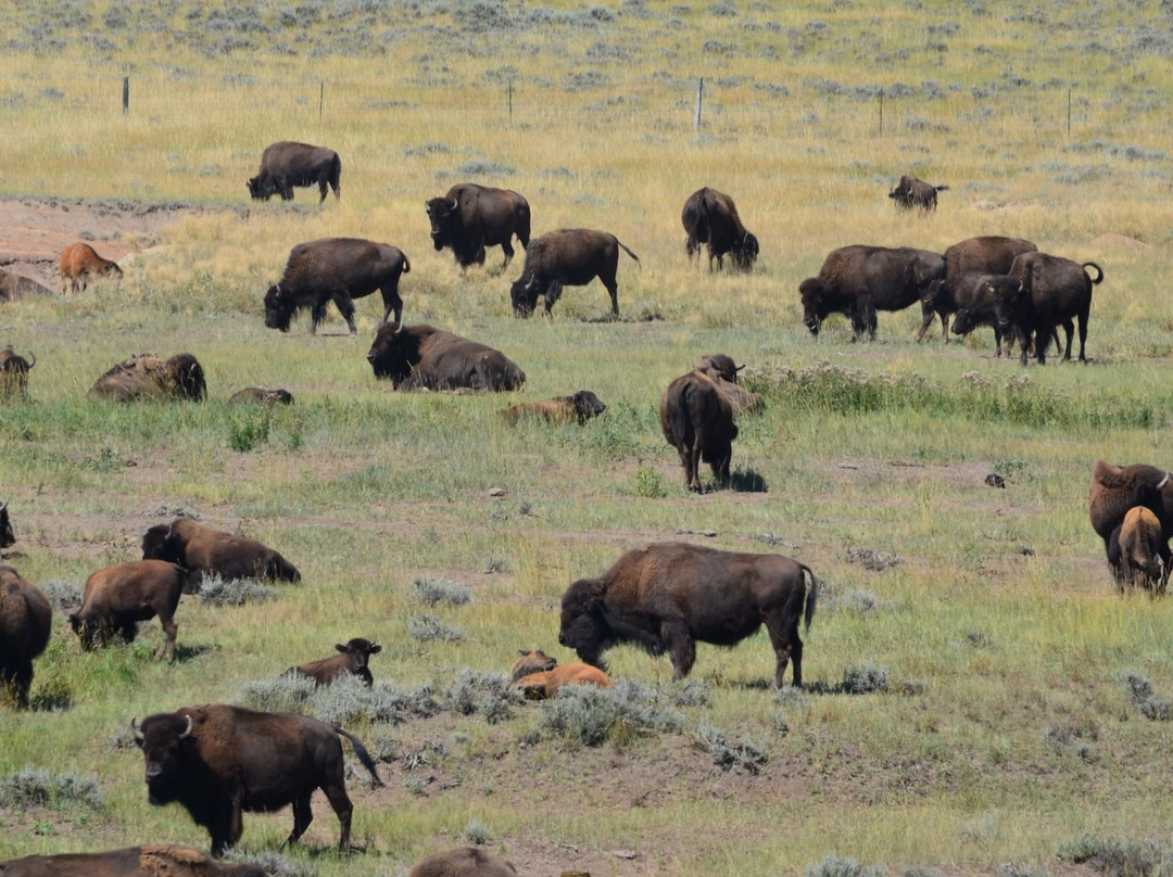 Durham Bison Ranch景点图片