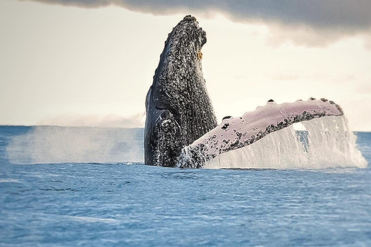 Colombia Inspira SAS