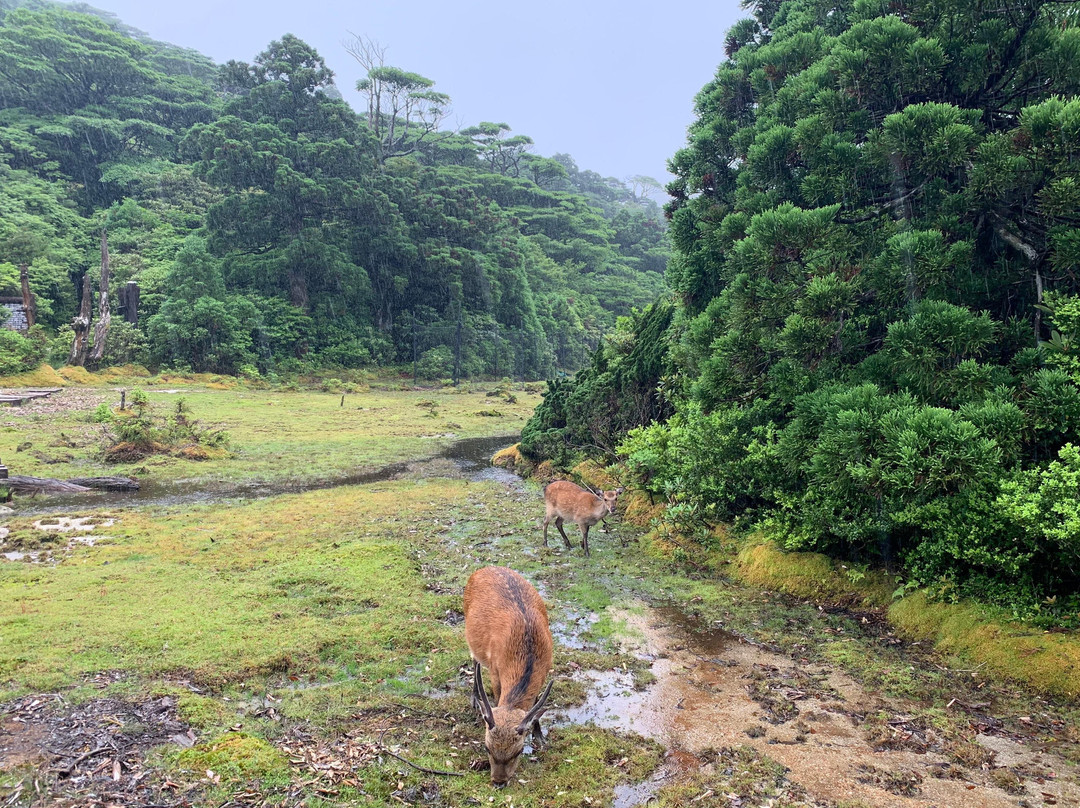 Yakushima Nature-屋久岛必去景点