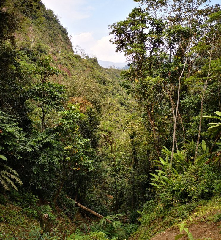 Cascadas de Pishurayacu景点图片