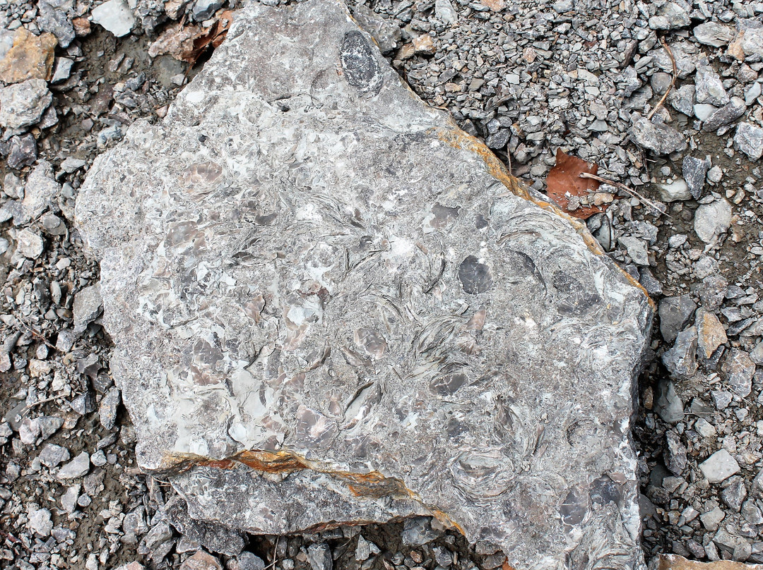 Trammel Fossil Park-沙伦维尔必去景点