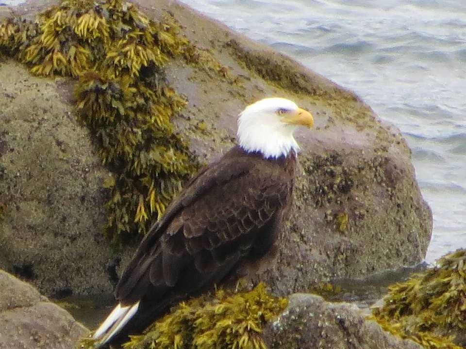Chilkoot Lake State Recreation Area-海恩斯必去景点