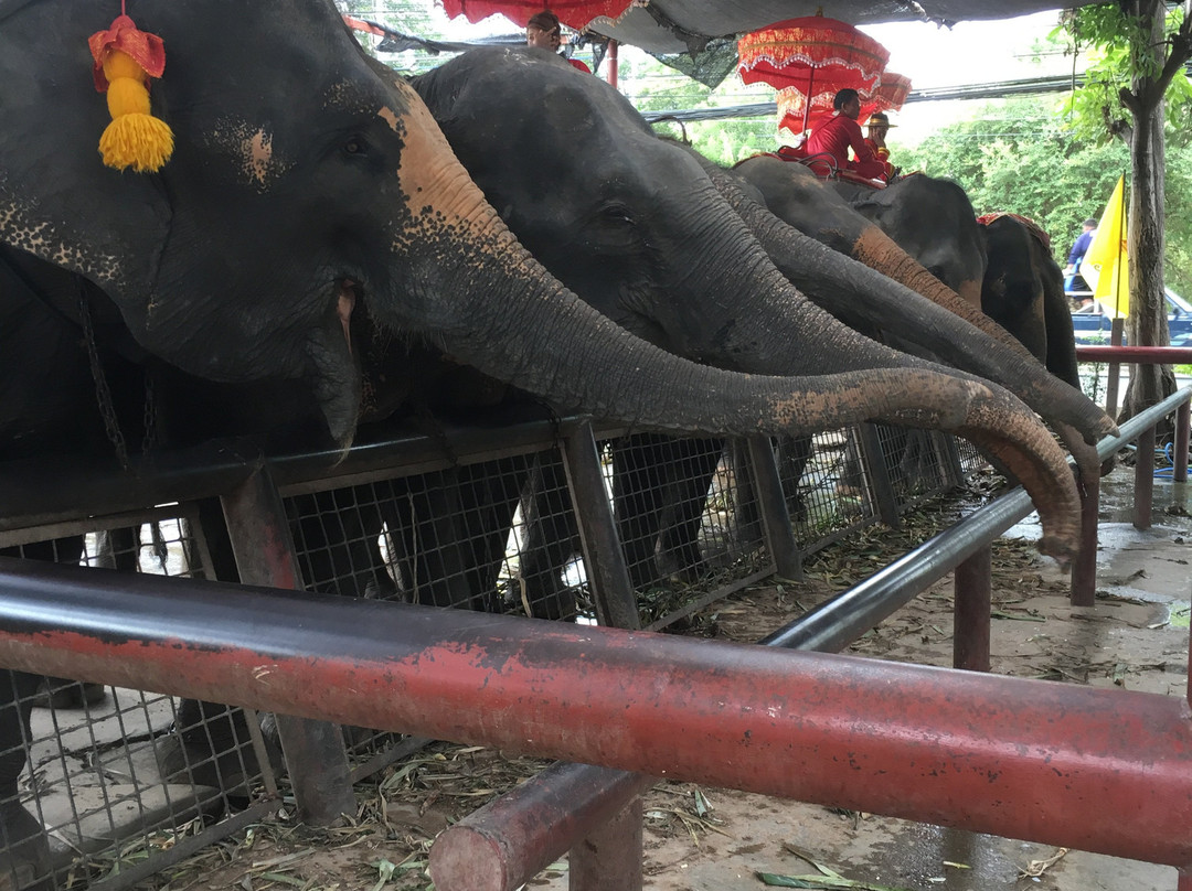 Royal Elephant Kraal Village-大城必去景点