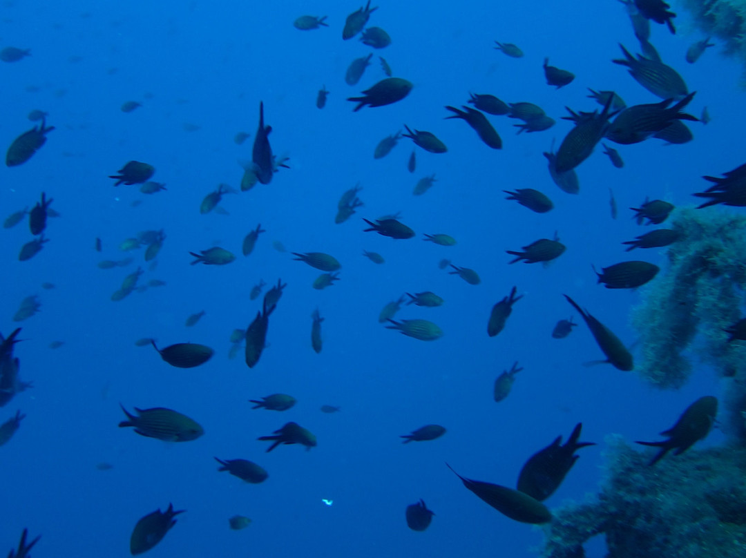 Skopelos Dive Center景点图片