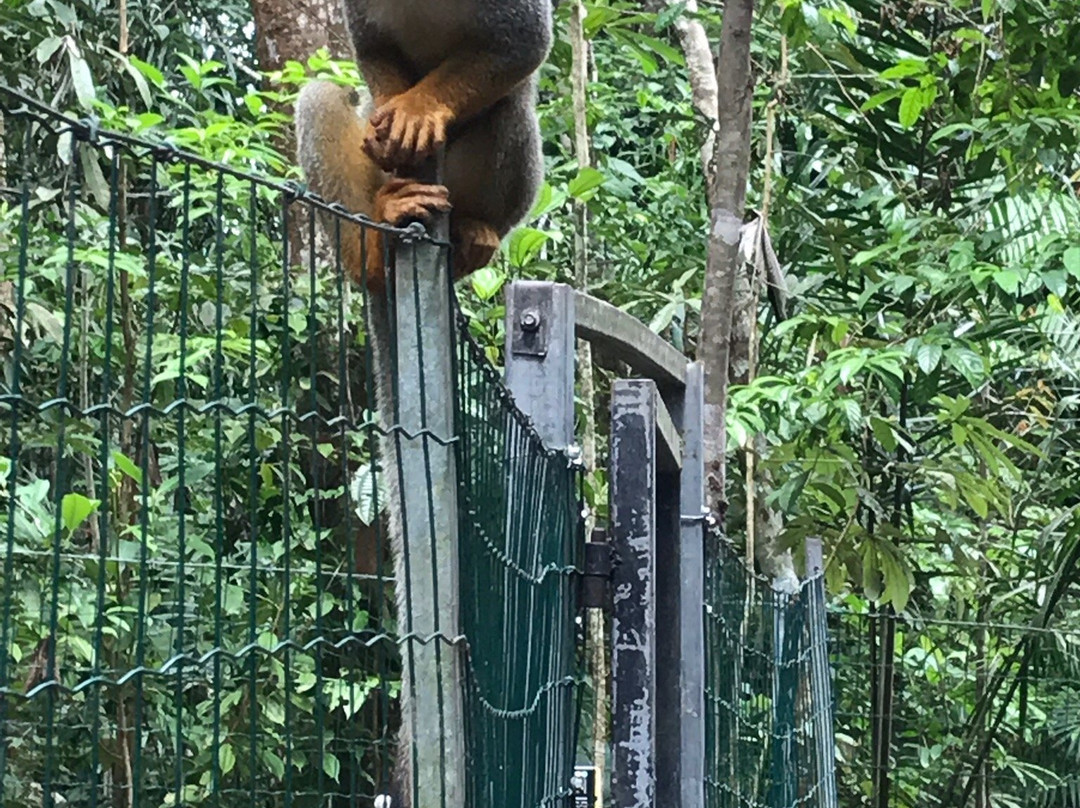 Zoo de Guyane景点图片