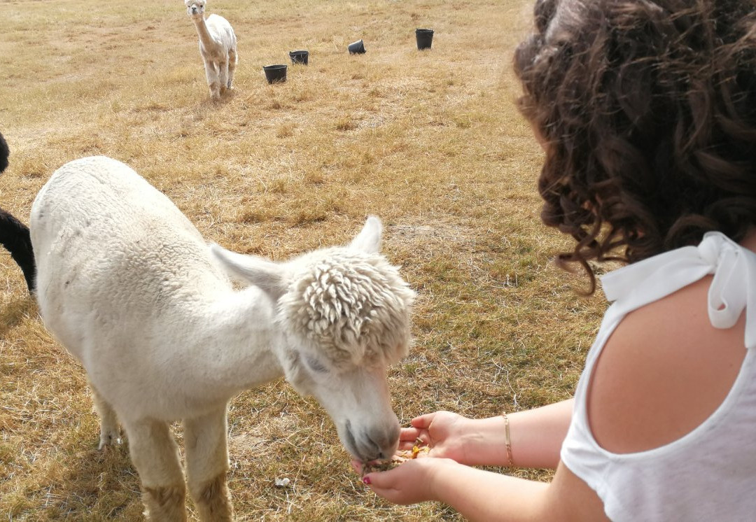 Argenton Alpacas景点图片