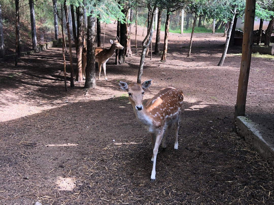 Villas Del Bosque Santa Elena-Nanacamilpa必去景点