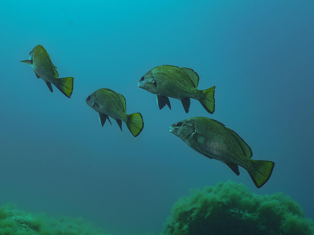 UBERSCUBA-Sant Vicenc de Montalt必去景点