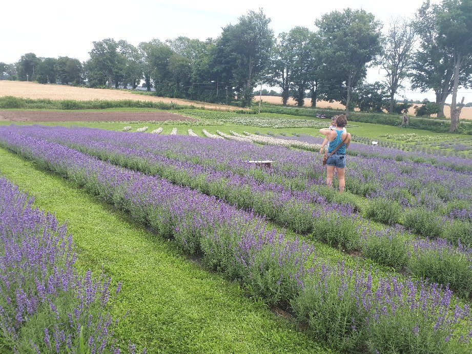 Apple Hill Lavender景点图片