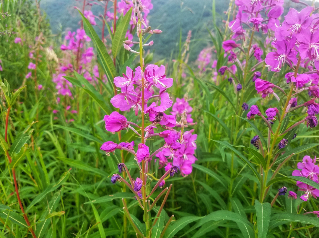 Savage Alpine Trail-德纳利国家公园和自然保护区必去景点