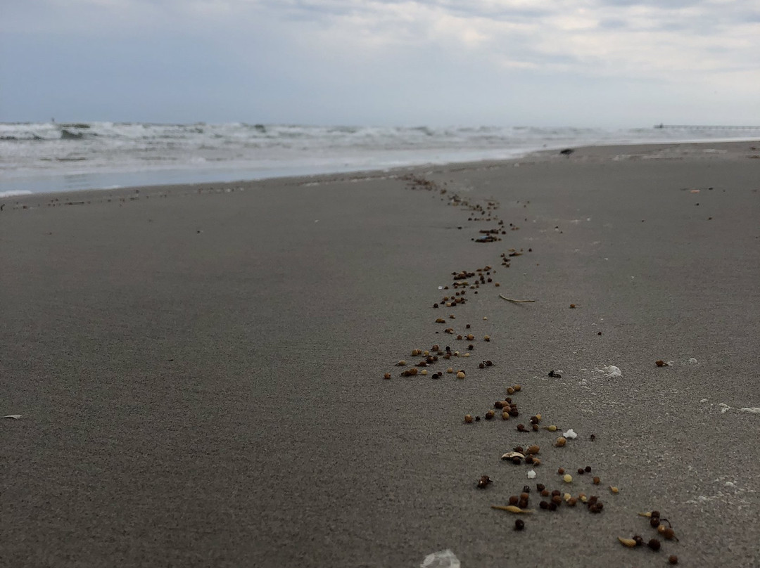 Whitecap Beach-科珀斯克里斯蒂市必去景点