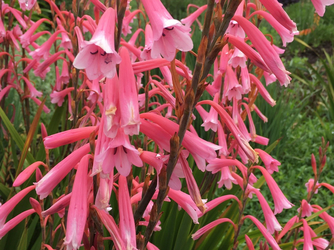 Lambley Gardens & Nursery-Ascot必去景点