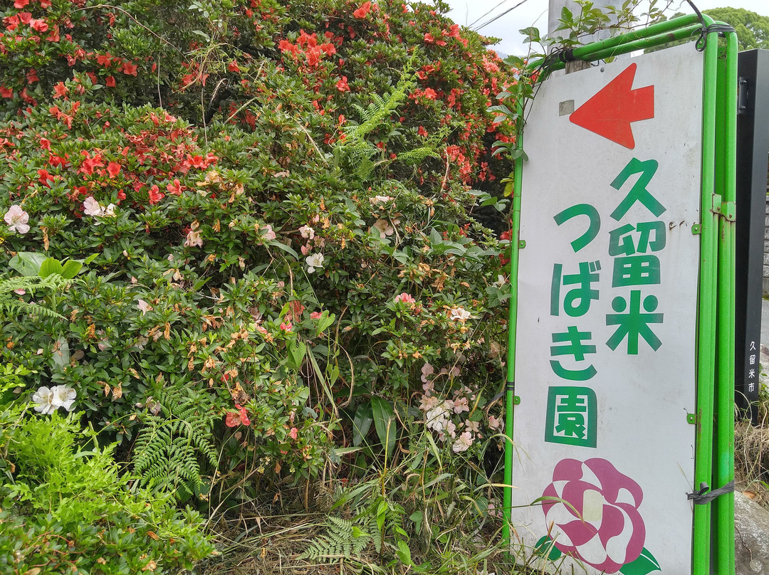 Kurume World Camellia Museum景点图片