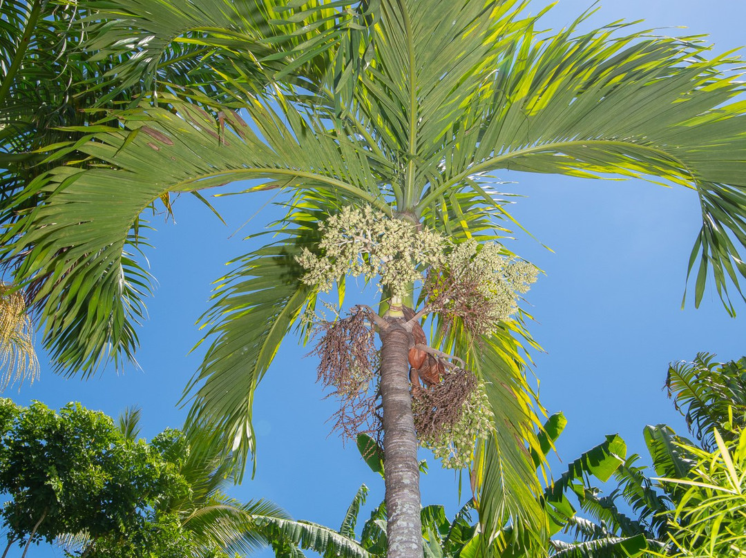 Baobab et Palmiers主图