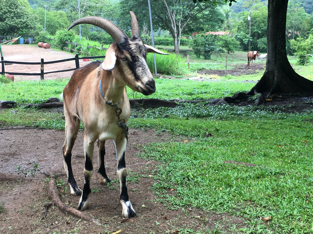 Establo San Rafael主图