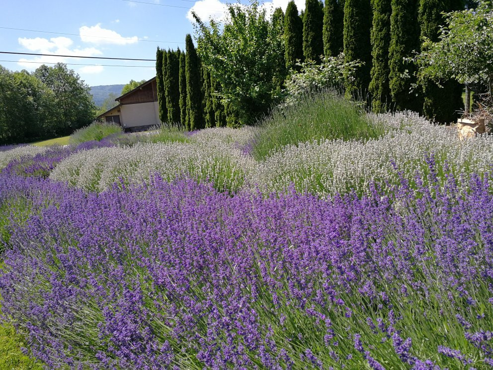 Snofalls Lavender Farm景点图片