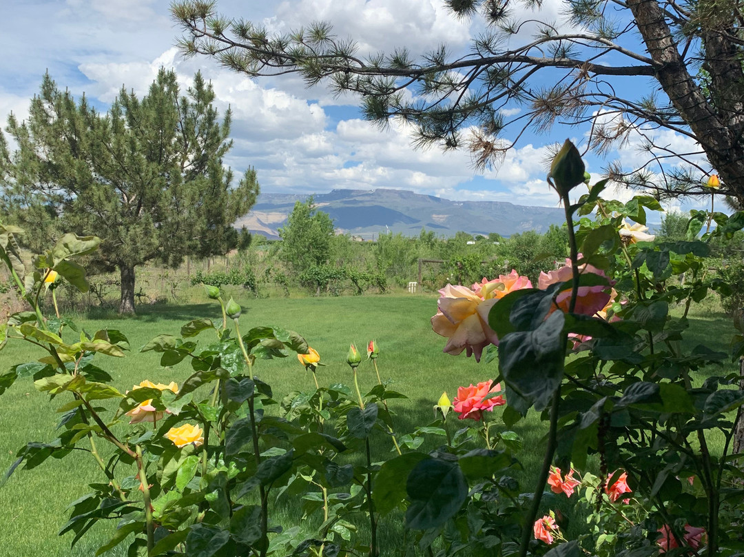 Hermosa Vineyards-Palisade必去景点