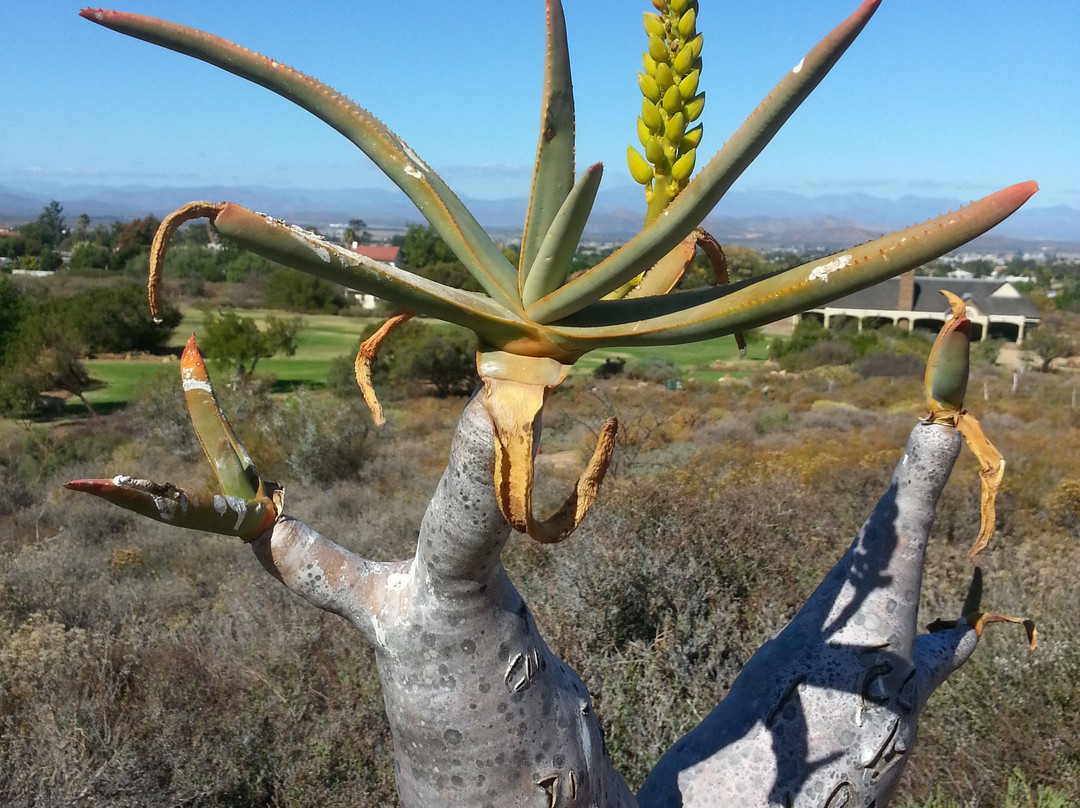 Karoo Desert National Botanical Garden-伍斯特必去景点