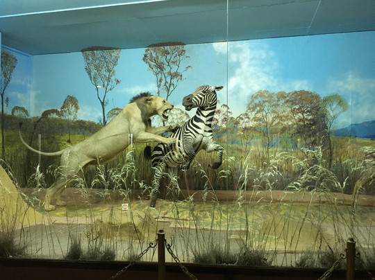 Mousio Zoologias Panepistimiou Athinon-雅典必去景点