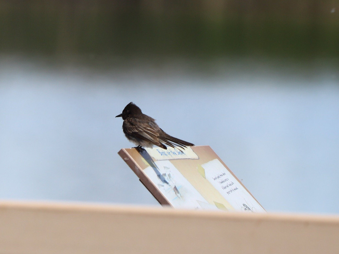 Bosque del Apache National Wildlife Refuge景点图片