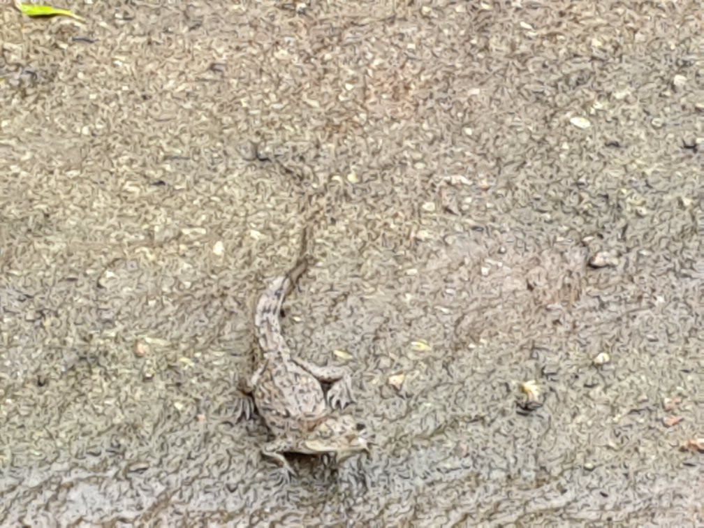 Safaris Corobici-Costa Rica River Trips景点图片