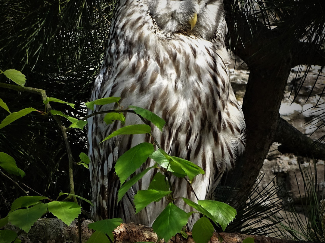 Camperdown Wildlife Centre-敦提必去景点