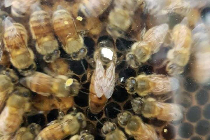 Honeybee World景点图片