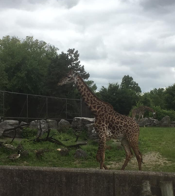 Louisville Zoo景点图片