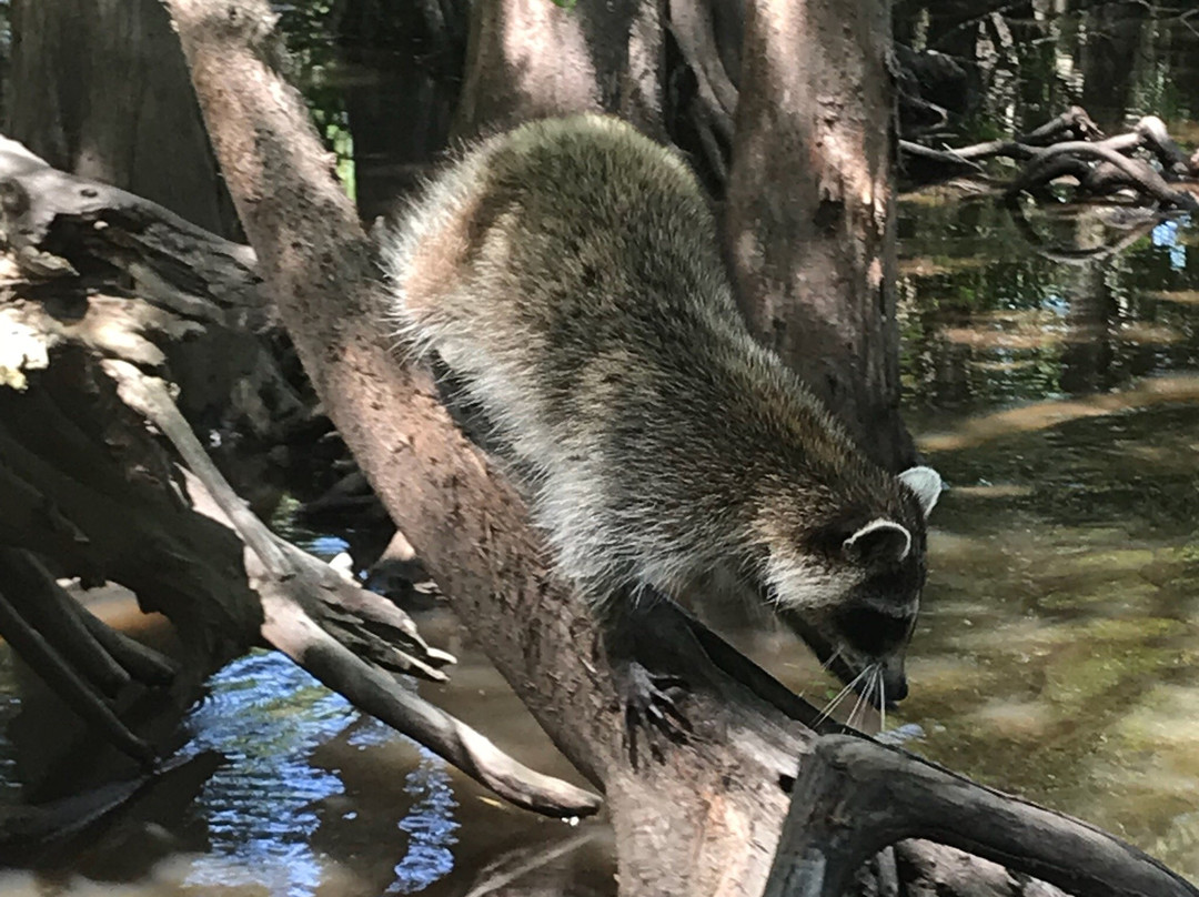 Dr. Wagner's Honey Island Swamp Tours景点图片