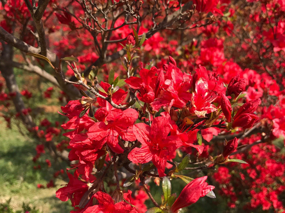 Wansan Park-全州市必去景点