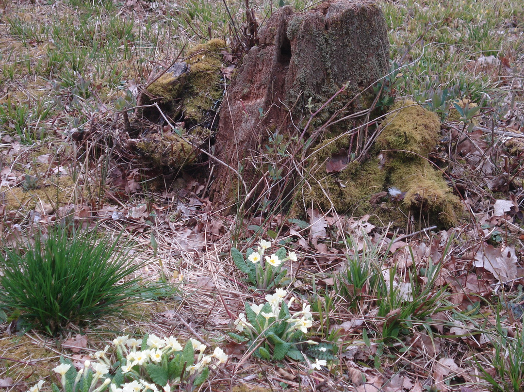 Wolves Wood RSPB Reserve景点图片