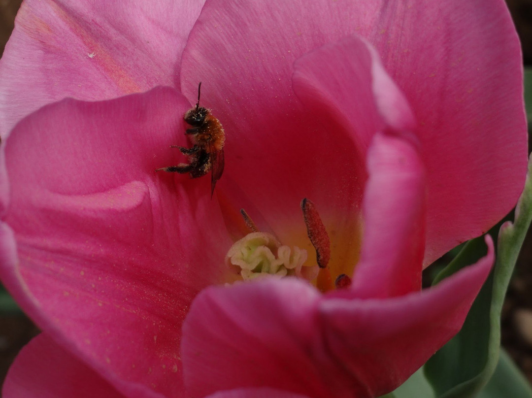 Tulipani Italiani Arese景点图片