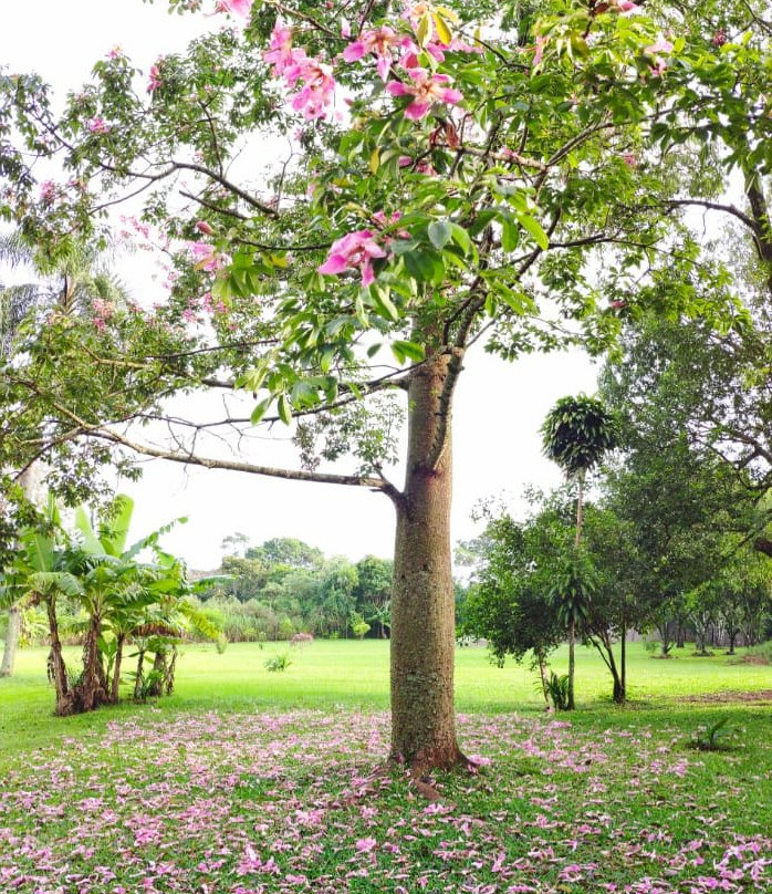 Apart 21 Oranges主图