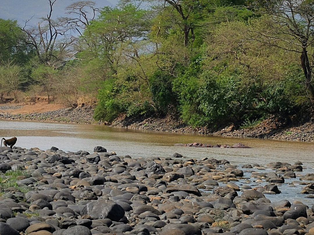 Gibe Sheleko National Park景点图片