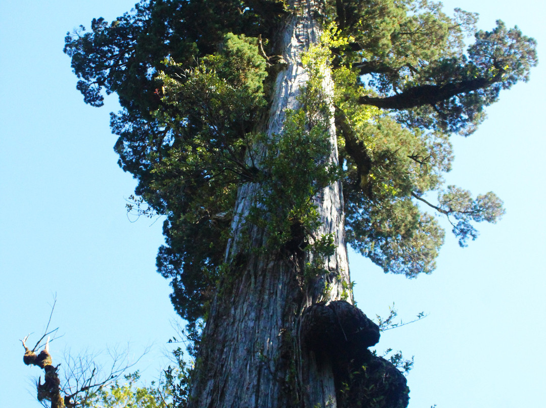 Parque Nacional Alerce Andino-蒙特港必去景点