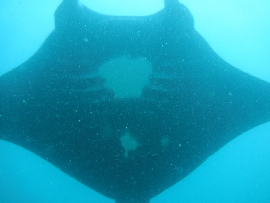 Manta Point-登巴萨必去景点