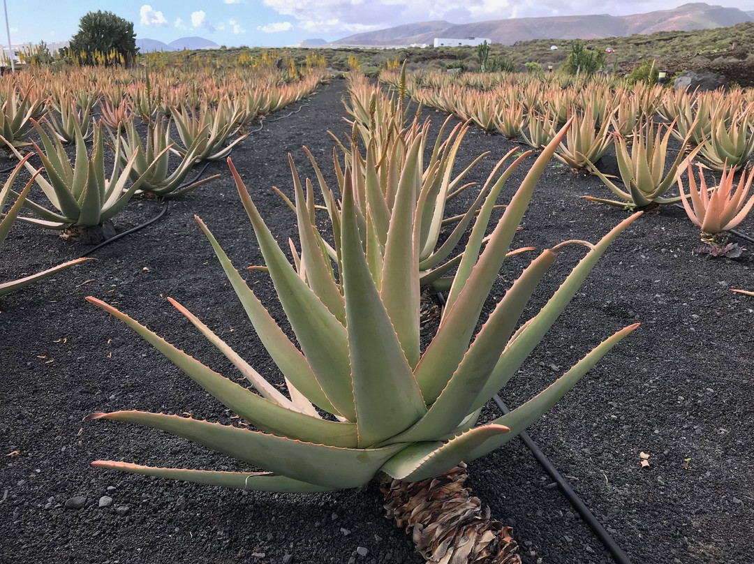 Aloe Plus Lanzarote景点图片