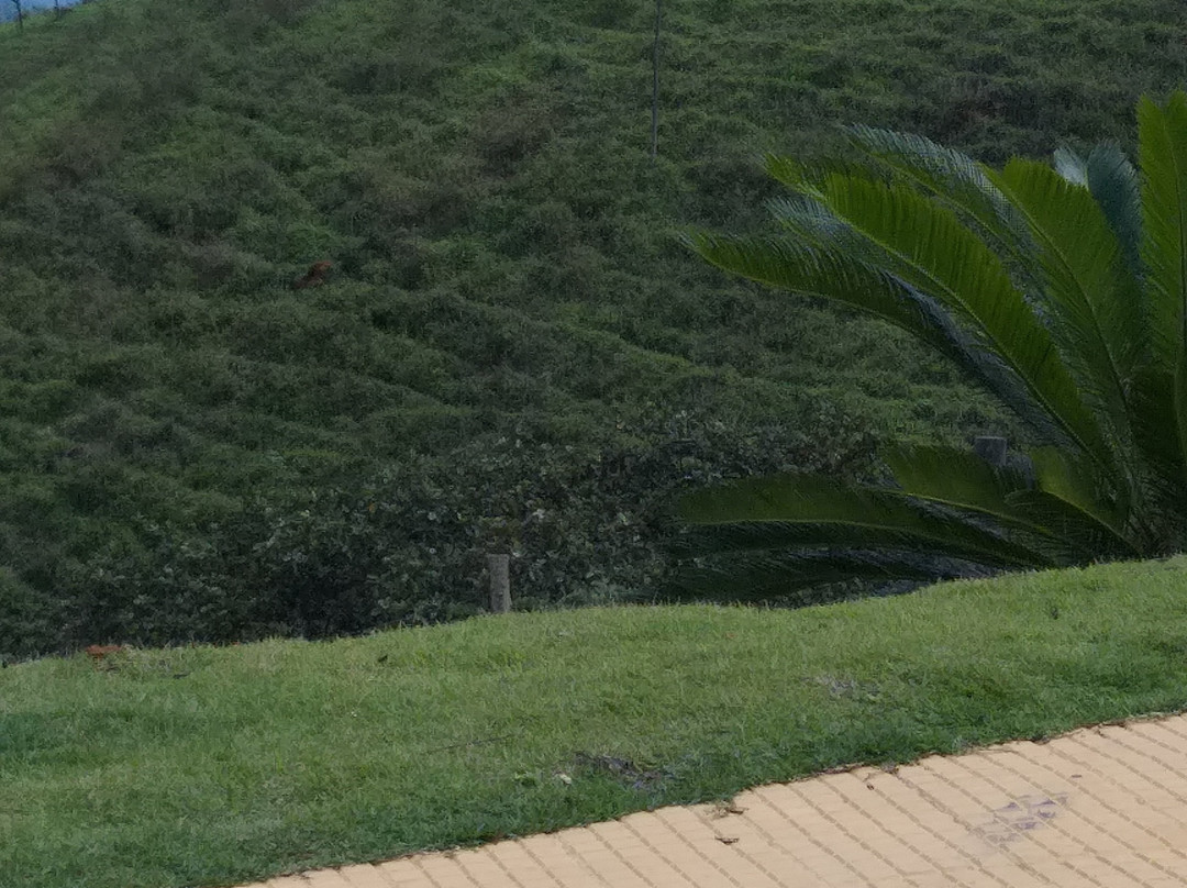 Mirante do Jacroa景点图片