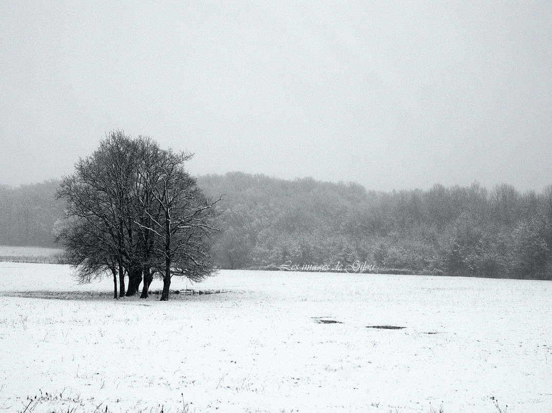Office de Tourisme du Pays de la Bresse Bourguignonne - Louhans-Louhans必去景点