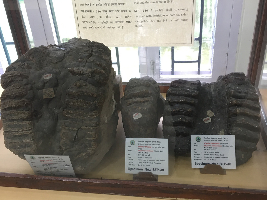 Suketi Fossil Park景点图片