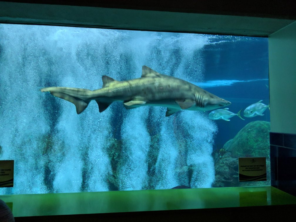 OdySea Aquarium景点图片