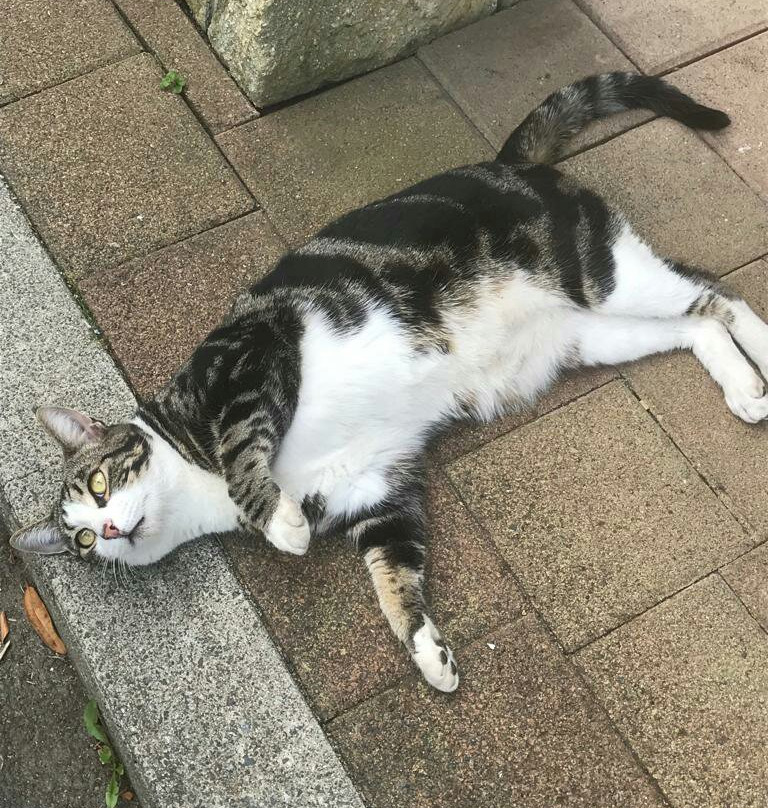 O'Reilly's Motel主图