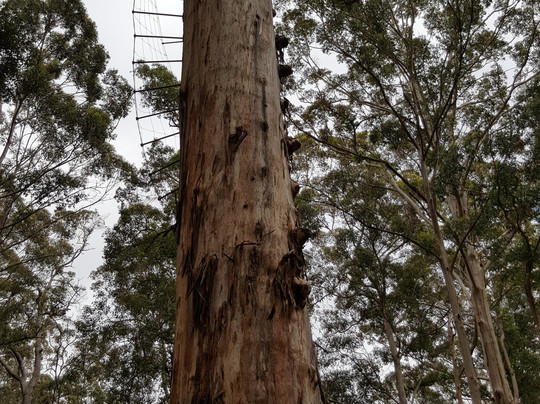 Diamond Tree-Manjimup必去景点