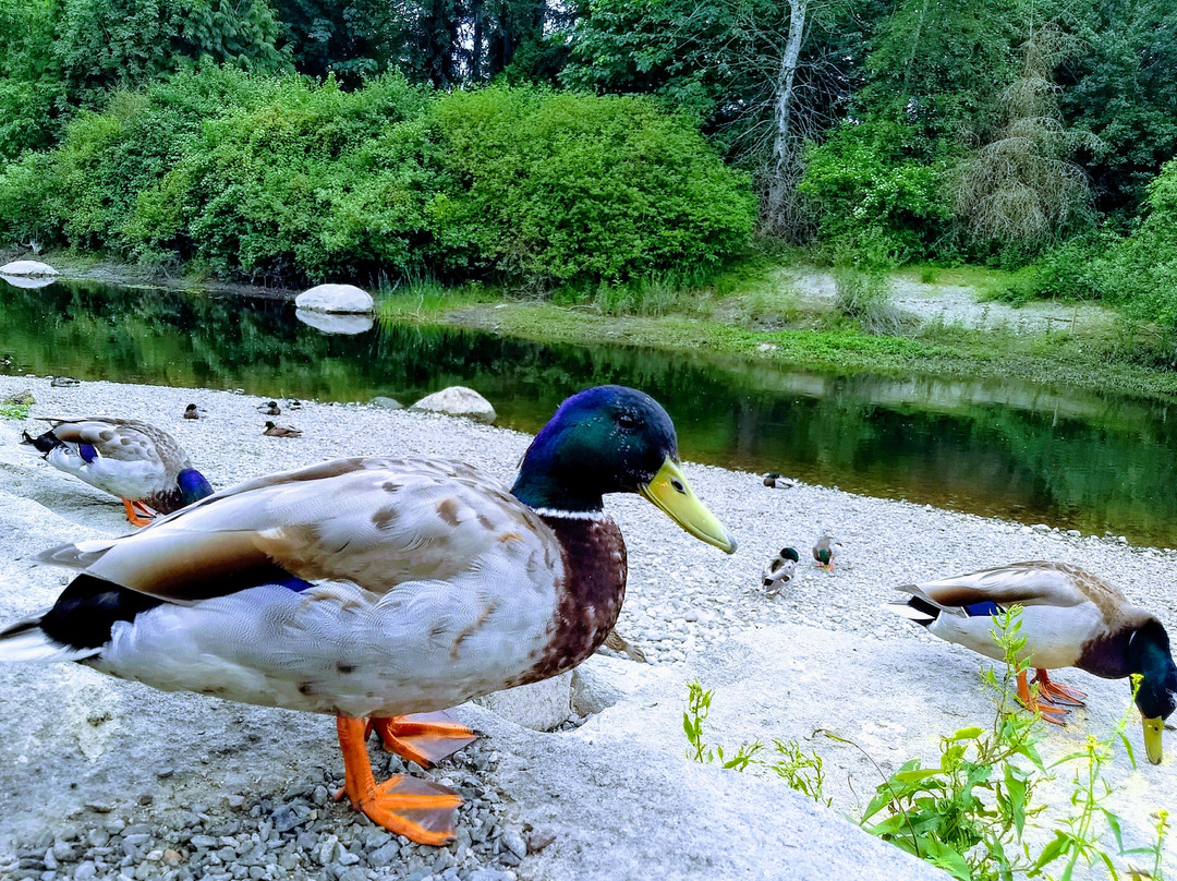 Sammamish River Trail-雷德蒙德必去景点
