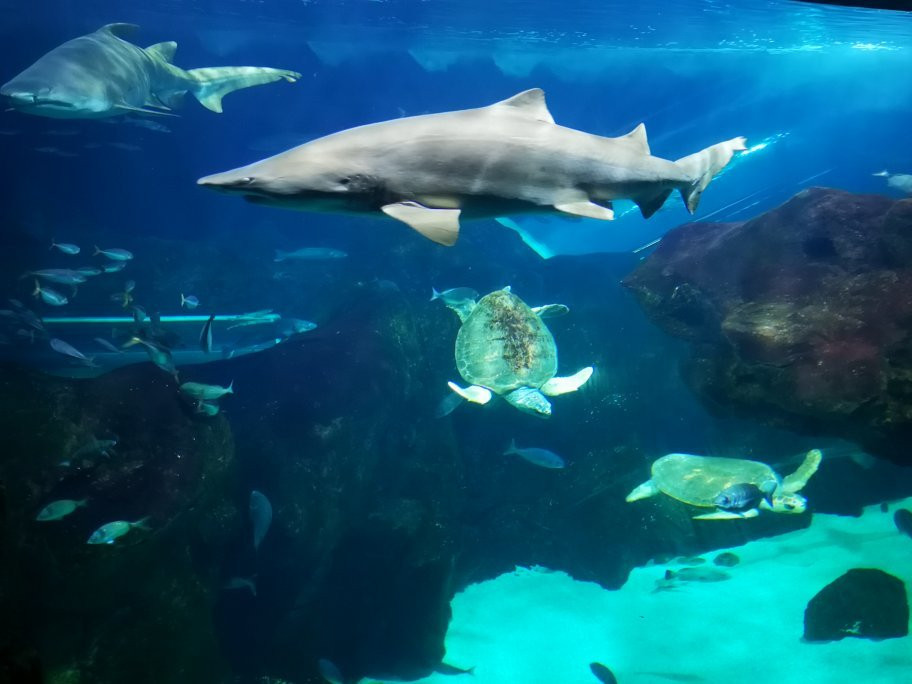 Bioparc Acuario De Gijón-希洪必去景点