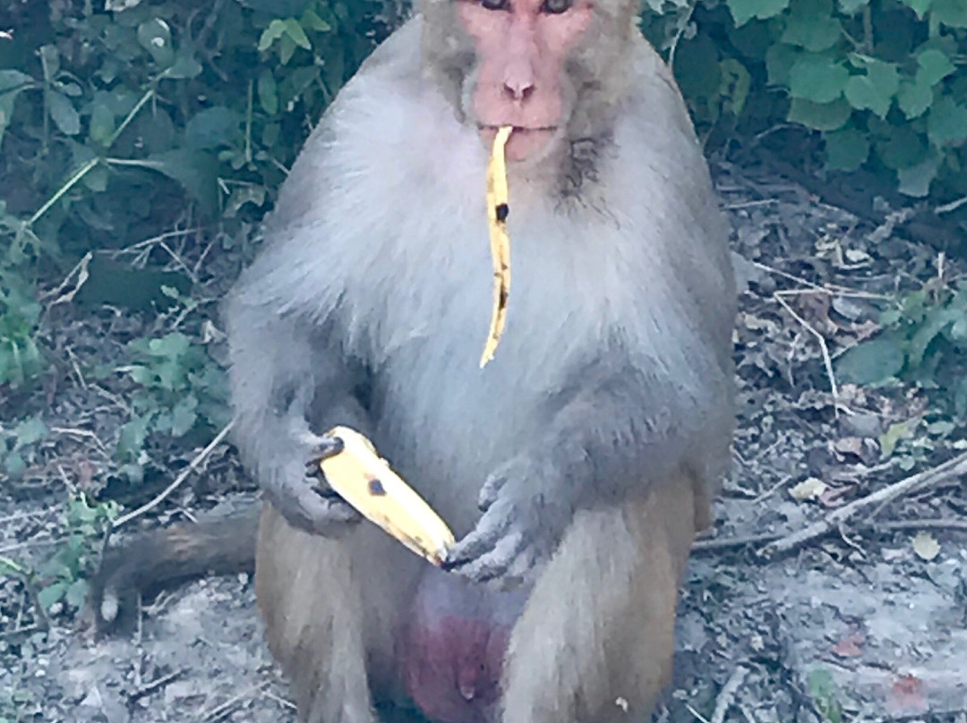 Keladevi Wildlife Sanctuary-Karauli必去景点