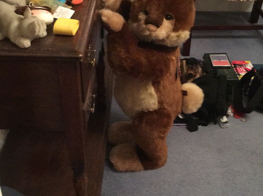 Trebarwith旅游景点-Atique & Urchins Bear Shop