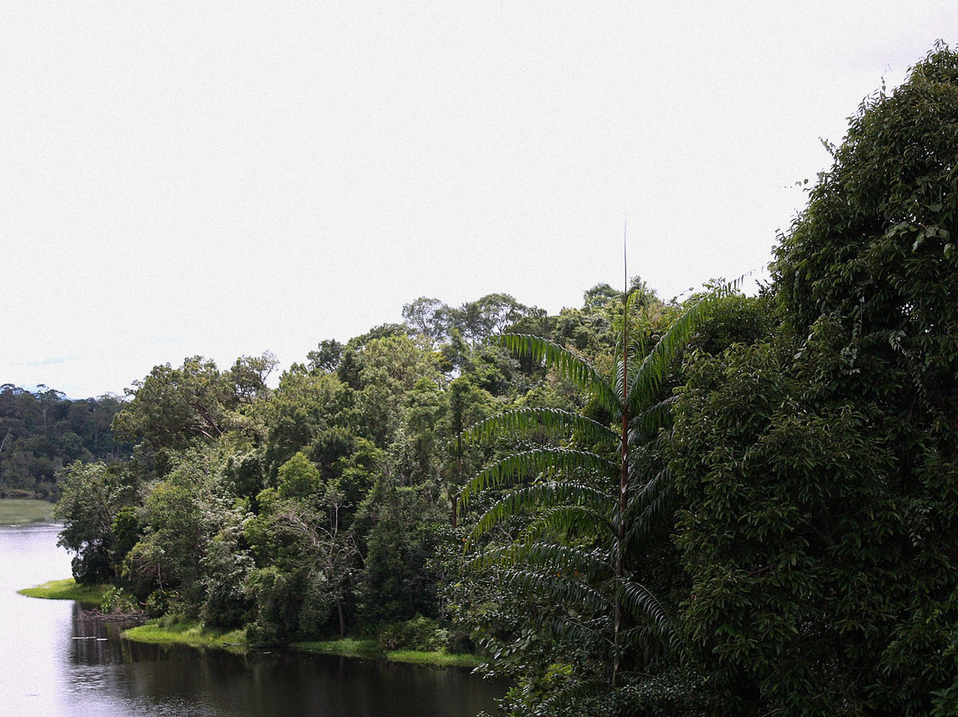 Taman Warisan Tasek Merimbun景点图片