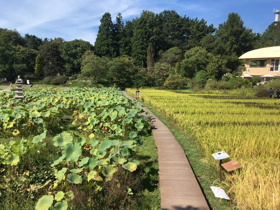 忠清南道旅游景点-Chollipo Arboretum